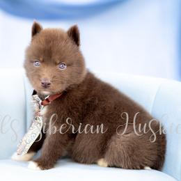Dracarys - Red and white male Siberian Husky puppy in Richland, Mississippi from Feazell’s Siberian Huskies