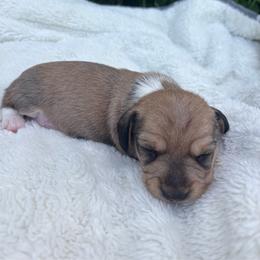 Unique Cream Pie - Cream female Dachshund puppy in Shelley, Idaho from Journey’s End Dachshunds