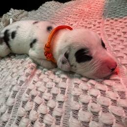Fonsi - Harlequin male Great Dane puppy in Liberty, New York from Catskills Greatest Danes