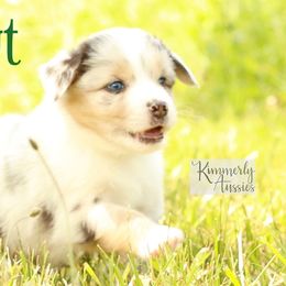 Sprout - Blue merle Australian Shepherd puppy in St. Louis, Missouri from Kimmerly Aussies