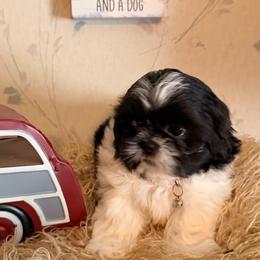 Red boy - Black and white male Shih Tzu puppy in Hibbing, Minnesota from Iron Range Shih Tzu and Puppies