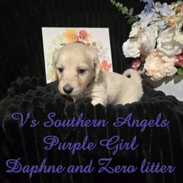 Basset Hound and Dachshund Puppies from V's Southern Angels