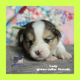 Green Female - Black and tan female Pembroke Welsh Corgi puppy in Wayne City, Illinois from Lash Livestock & Corgis