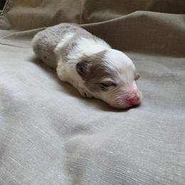 Trixie - Blue merle female Border Collie puppy in Ripley, Oklahoma from Adventure5 Border Collies