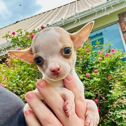 Tiny Minnie (  will be 3-4 pounds full grown) - Gold and white female Chihuahua puppy in Alvord, Texas from Gift of Gods Favor