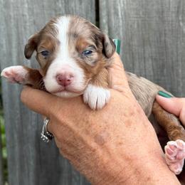 Scarlett - Chocolate merle female Bernedoodle puppy in Newnan, Georgia from Wagging Tailz Pups