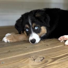 Jagger - Black tri male Miniature Australian Shepherd puppy in London, Kentucky from Holler Paws
