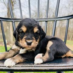 Black Cherry - Phantom female Pyredoodle puppy in Bowling Green, Ohio from FDF Pyredoodles & Bernedoodles