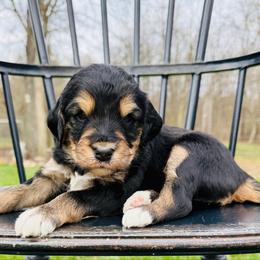 Black Cherry - Phantom female Pyredoodle puppy in Bowling Green, Ohio from FDF Pyredoodles & Bernedoodles