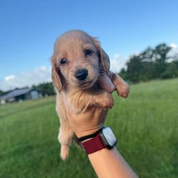 DRM2 cream or red - Cream male Dachshund puppy in Carthage, Texas from Rafter C Ranch Doxies