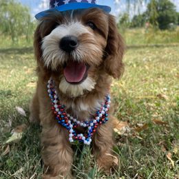 Goldendoodle Puppies from Deerly Doodles