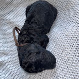 Travis. - Black male Poodle puppy in Houston, Texas from The Standards