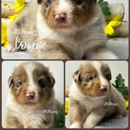 5 Bourne - Red merle male Australian Shepherd puppy in Huntington, Texas from JKKJ Farms, LLC