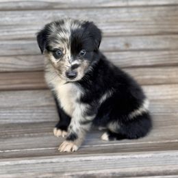 Oakley - Blue merle male Australian Shepherd puppy in Big Sandy, Texas from Rocking S Ranch