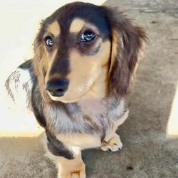 Leila - Dapple female Dachshund puppy in Visalia, California from DachGraston Dachshunds