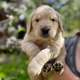 Golden Retriever Puppies from MarGold Goldens