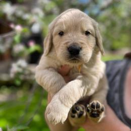 Golden Retriever Puppies from MarGold Goldens