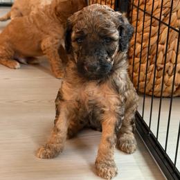 Pepper - AKC Limited - Sable female Poodle puppy in Haines City, Florida from Noelle Poodles