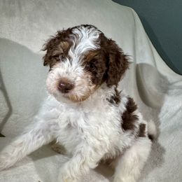 Aussiedoodle, Bernedoodle, Goldendoodle, and Poodle Puppies from Vallevistadoodles