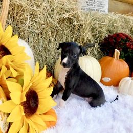 Bianca Female 1 - Black female Italian Greyhound puppy in Careyville Fl And Sparta Tn, Florida from Summerwind Kennel