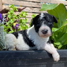 Fig - Black male Labradoodle puppy in Murray, Utah from Swann's Kennels
