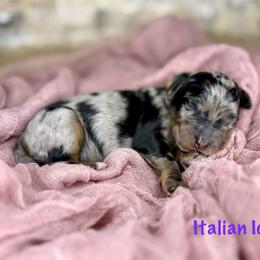 Italian Ice - Merle female Bernedoodle puppy in Midland, Michigan from Northern Charm Farm