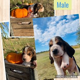 "Sage male" Basset Hound Puppies from Little Patch of Heaven