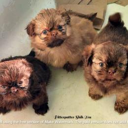 Shih Tzu puppies from Prairie Fen Farm