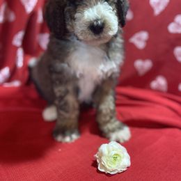 Bernedoodle and Bernese Mountain Dog Puppies from Mountain Top Bernedoodles