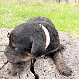 Ainsley - Tri-color female Cavapoo puppy in Redding, California from O’Hara  Doodles