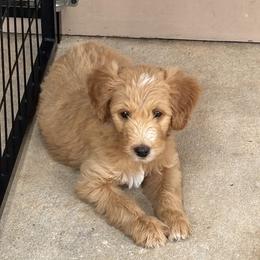 Donald - Apricot male Goldendoodle puppy in Casselberry, Florida from My Little Doodle