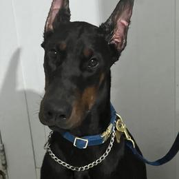 Doberman Pinscher Puppies from El Mareya Misthios Kennel