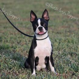 Lolly - Boston Terrier