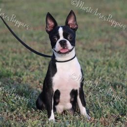 Lolly - Boston Terrier