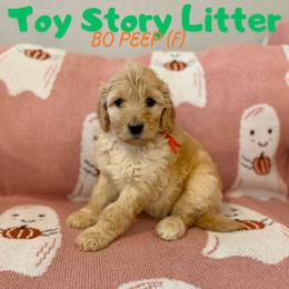 Bo Peep - Apricot female Goldendoodle puppy in Houston, Texas from Golden Life Doodles