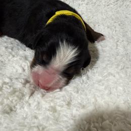 Everly - Black rust and white female Bernese Mountain Dog puppy in Redlands, California from Country Feels Ranch