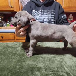 Boy - Black brindle Cane Corso puppy in Sturgeon Lake, Minnesota from Coffee Lake K9s