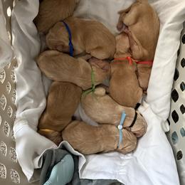 Boy - Golden male Golden Retriever puppy in Golden, Colorado from Legacy Retriever Project