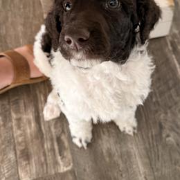 Oreo - Parti male Poodle puppy in Cleveland, Texas from Jolley Poodles
