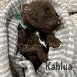 Poodle Puppies from Agape Standard Poodles