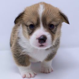 Barky - Fully Health Tested Parents - Red male Pembroke Welsh Corgi puppy in Tracy, California from Limitless Huskies