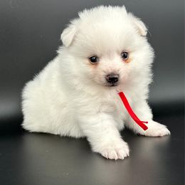 Red - White male Pomeranian puppy in Meridian, Idaho from Idaho_poms