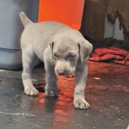 Silver girl 3 - Silver gray female Weimaraner puppy in Lancaster, Kentucky from Heavy Hollow Farm