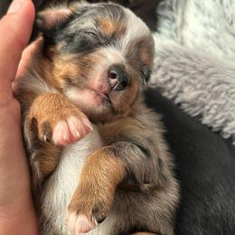 Girl 4 - Blue merle female Toy Australian Shepherd puppy in Sulphur, Louisiana from Triple J Aussies and Corgis