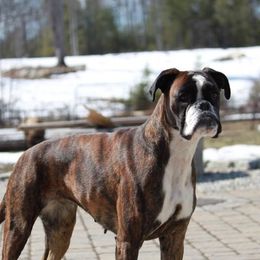 Boxers from Fitzgerald’s Boxers