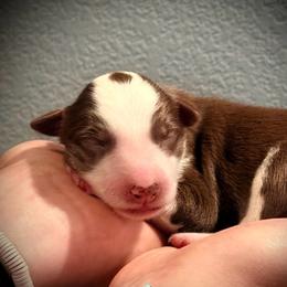 Coop - White and red male Border Collie puppy in North Lakeport, California from Wild Rose Ranch