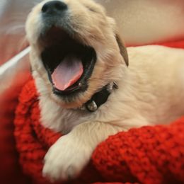 Golden Retriever Puppies from Great Lakes Golden Retreivers