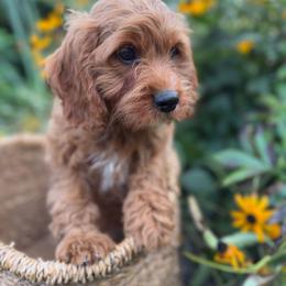 Harvest - Red male Cavapoo puppy in Putnam, Connecticut from Driftwood Acres