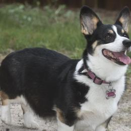 Pembroke Welsh Corgis from Aracelli's Corgis