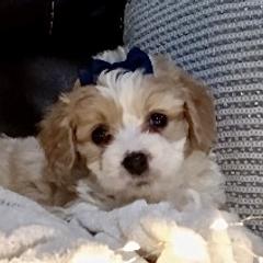 Cavachons from My Furry Friends